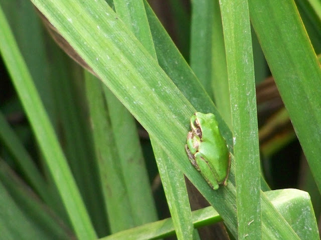 ranita meridional